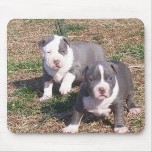 TWEE PITBULL POPS MUISMAT