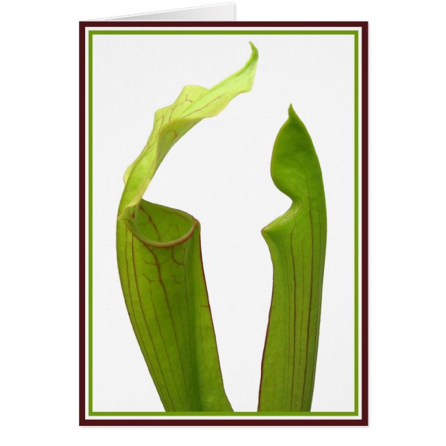 Twee Pitcher Plants (Voorkant)