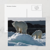 Twee Polaire beren Briefkaart (Voorkant / Achterkant)