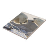 Twee polaire Beren Tegeltje (Zijkant)