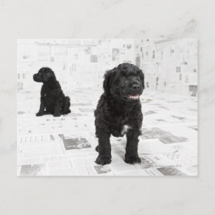 Twee Portugese puppies van de waterhond in een kam Briefkaart