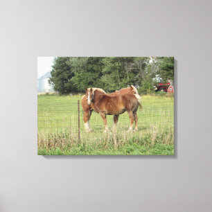 Twee prachtige Amber Paarden naast een boerderij K Canvas Afdruk