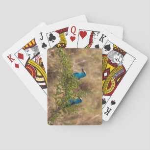 Twee prachtige blauwe vogels op een vertakking pokerkaarten