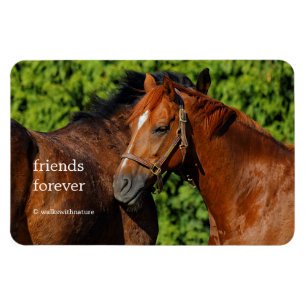 Twee prachtige kastanjepaarden in de zon magneet