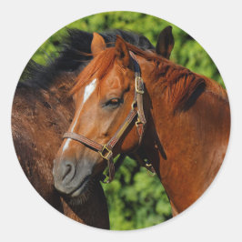 Twee prachtige kastanjepaarden in de zon ronde sticker
