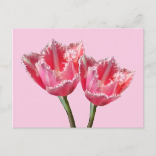 Twee prachtige roze tulpjes. BG DIY Briefkaart