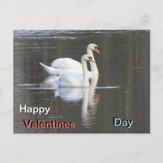 Twee prachtige Swans Valentijns Briefkaart (Voorkant)