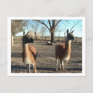 twee prachtige vicuña ' s briefkaart
