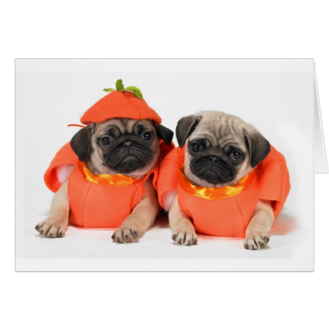 Twee pugs (Voorkant Horizontaal)