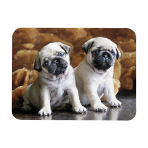 Twee pugs Magnet Magneet