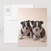 Twee Puppies van Boston Terrier Briefkaart (Voorkant / Achterkant)