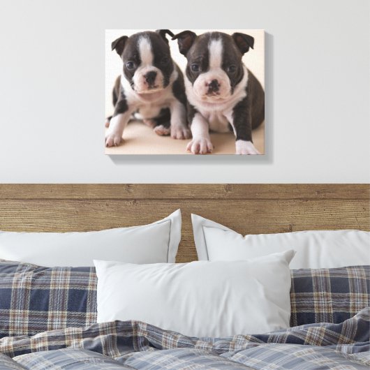 Twee Puppies van Boston Terrier Canvas Afdruk (Insitu (Slaapkamer))