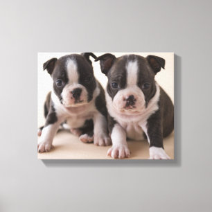 Twee Puppies van Boston Terrier Canvas Afdruk