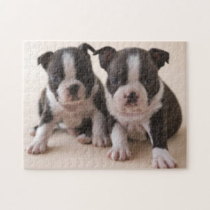 Twee Puppies van Boston Terrier Legpuzzel