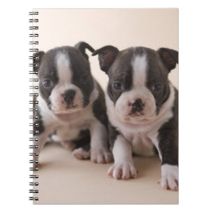 Twee Puppies van Boston Terrier Notitieboek