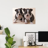 Twee Puppies van Boston Terrier Poster (Thuiskantoor)