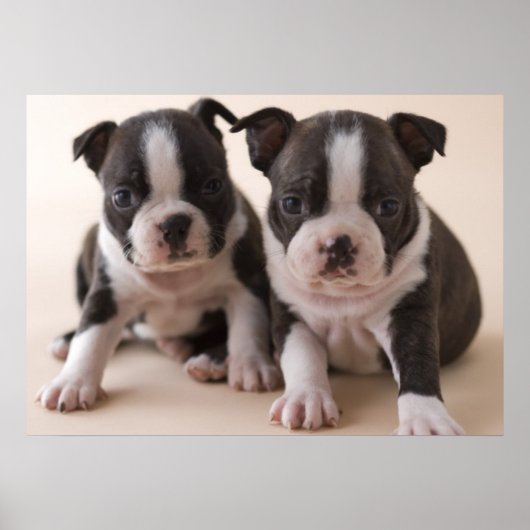 Twee Puppies van Boston Terrier Poster (Voorkant)