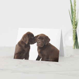 Twee Puppies voor chocolade-labrador-reproductiedr Kaart