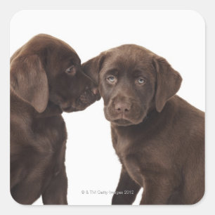 Twee Puppies voor chocolade-labrador-reproductiedr Vierkante Sticker
