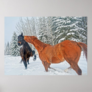 Twee Ranch Horses die spelen in de wintersneeuwen Poster