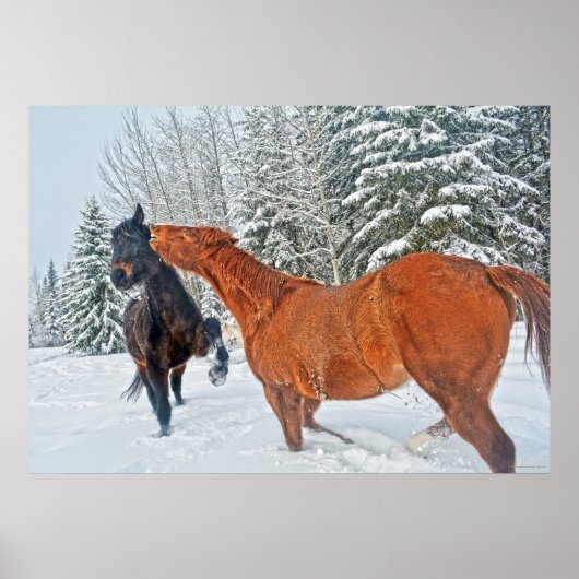 Twee Ranch Horses die spelen in de wintersneeuwen Poster (Voorkant)