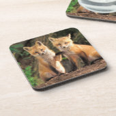 Twee Red Fox Pups voor hun Den Haag Bier Onderzetter (Linkerzijde)