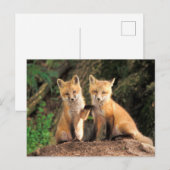 Twee Red Fox Pups voor hun Den Haag Briefkaart (Voorkant / Achterkant)