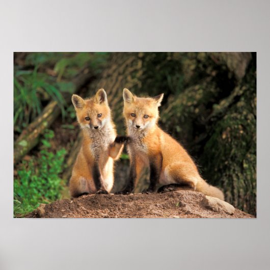 Twee Red Fox Pups voor hun Den Haag Poster (Voorkant)