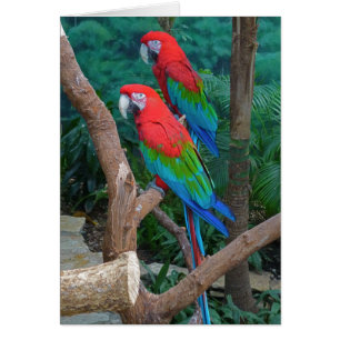 Twee rode en groene rode Macaws Ara Chloropterus