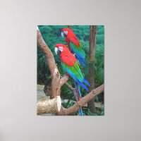 Twee rode en groene rode Macaws Ara chloropterus