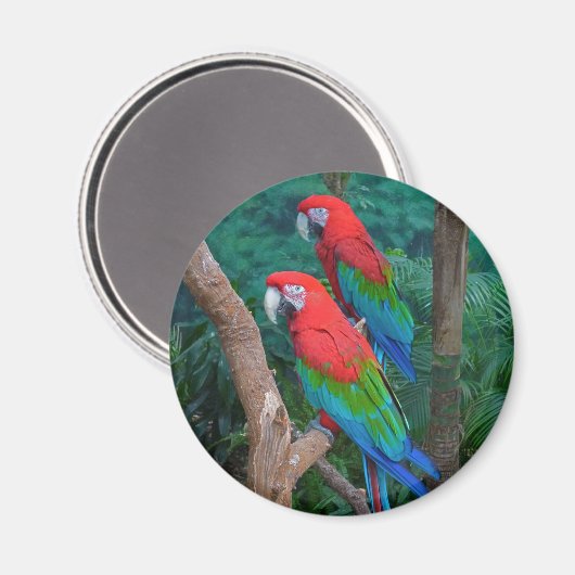 Twee rode en groene rode Macaws Ara chloropterus Magneet (Voorkant / Achterkant)