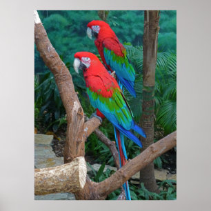 Twee rode en groene rode Macaws Ara Chloropterus Poster