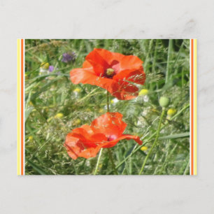 Twee rode klaprozen Wild Flowers DIY Briefkaart