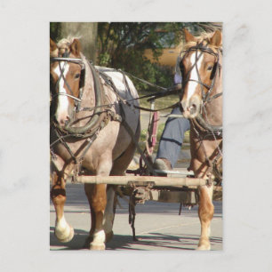 Twee rode rosse paarden briefkaart