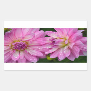 Twee roze dahlia bloemen rechthoekige sticker