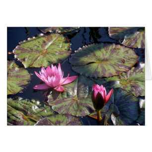 Twee roze waterlelies