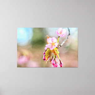 Twee Sakura-bloemen op een twijg in het voorjaar Canvas Afdruk