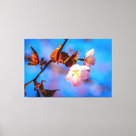 Twee Sakura Flowers op blauw Canvas Afdruk (Voorkant)