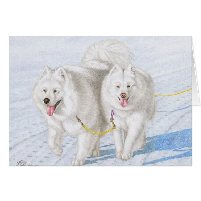 Twee Samoyeds rennen door de sneeuw (Voorkant Horizontaal)