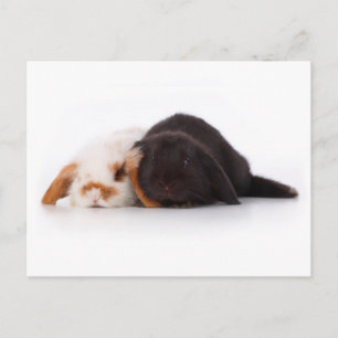 Twee schattige baby bunnies briefkaart