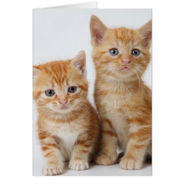 Twee Schattige Kittens (Voorkant)
