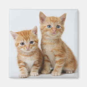 Twee Schattige Kittens Magneet