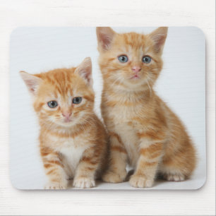 Twee Schattige Kittens Muismat