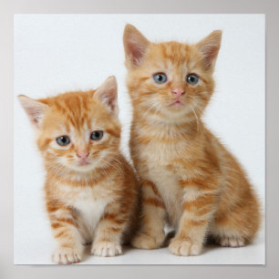 Twee Schattige Kittens Poster