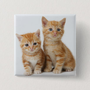Twee Schattige Kittens Vierkante Button 5,1 Cm