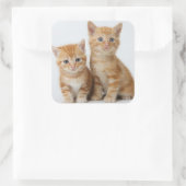 Twee Schattige Kittens Vierkante Sticker (Tas)
