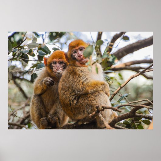 Twee Schattigee apen Poster (Voorkant)