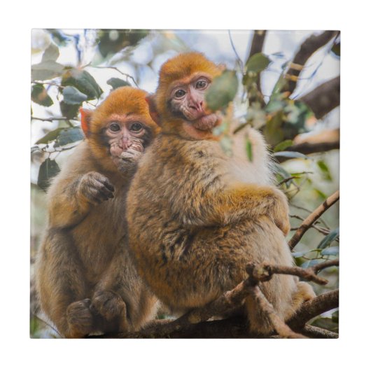Twee Schattigee apen Tegeltje (Voorkant)