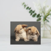 Twee Schattigee Holland Lops Briefkaart (Staand voorkant)