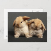 Twee Schattigee Holland Lops Briefkaart (Voorkant / Achterkant)